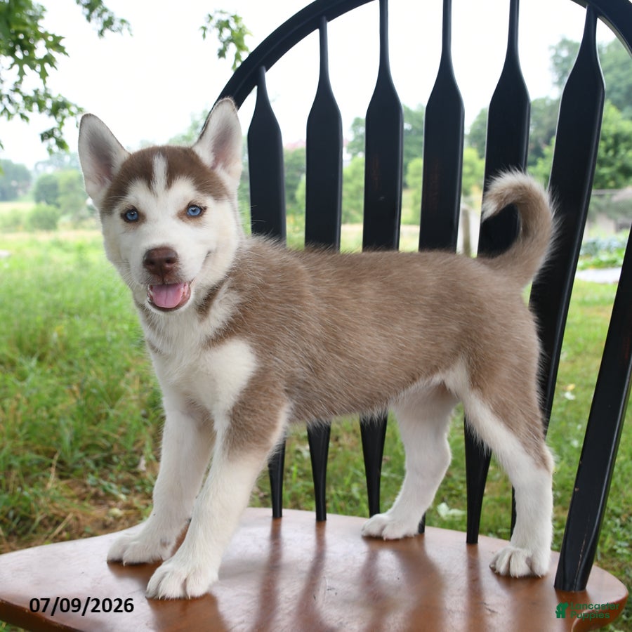 Siberian Husky dogs Shasta - Ad 2
