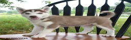 Siberian Husky dogs for sale: Shasta - Ad 2