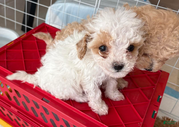 Standard Poodle dogs Tessi - Ad 2