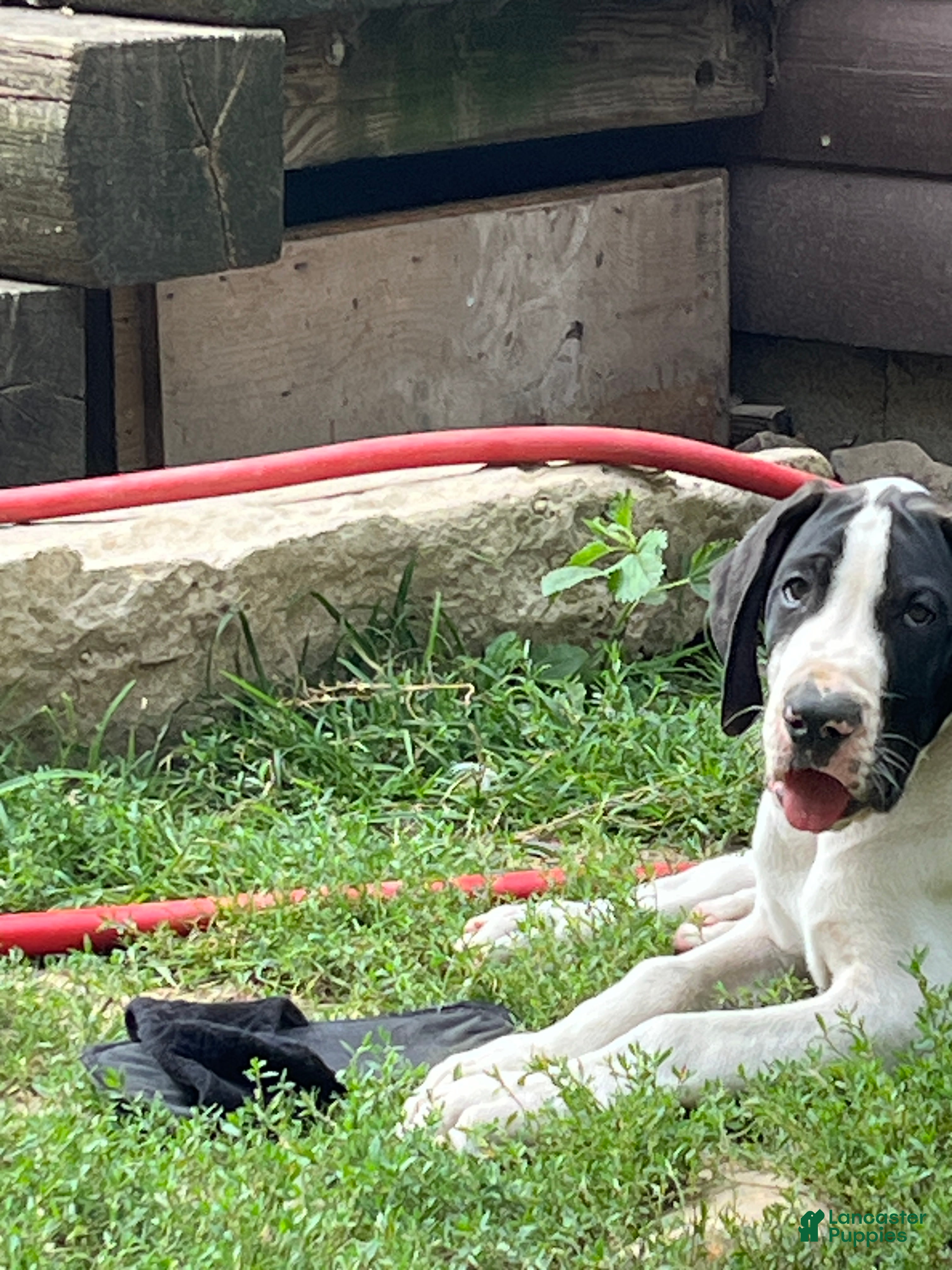 Great Dane dogs Mantle - Ad 2