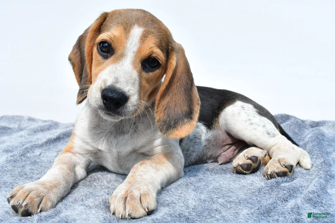 Beagle dogs for sale: Merle - Ad 6