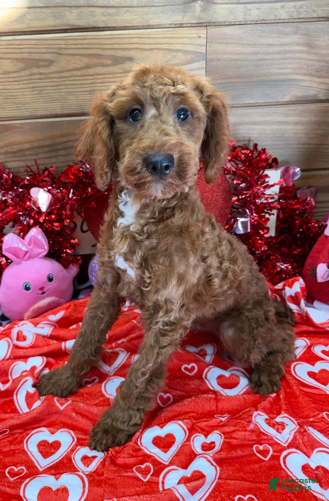Mini Goldendoodle dogs for sale: Jolly - Ad 4