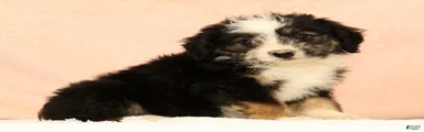Lassie