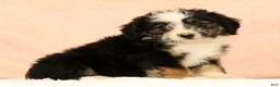 Mini Aussiedoodle dogs for sale: Lassie - Ad 1
