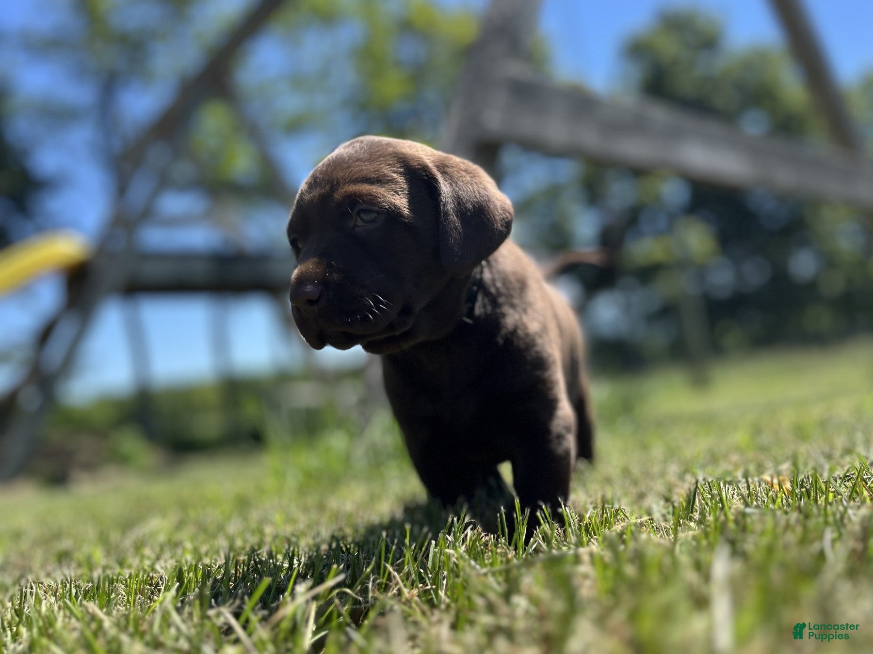 Labrador Retriever dogs Baylee - Ad 2