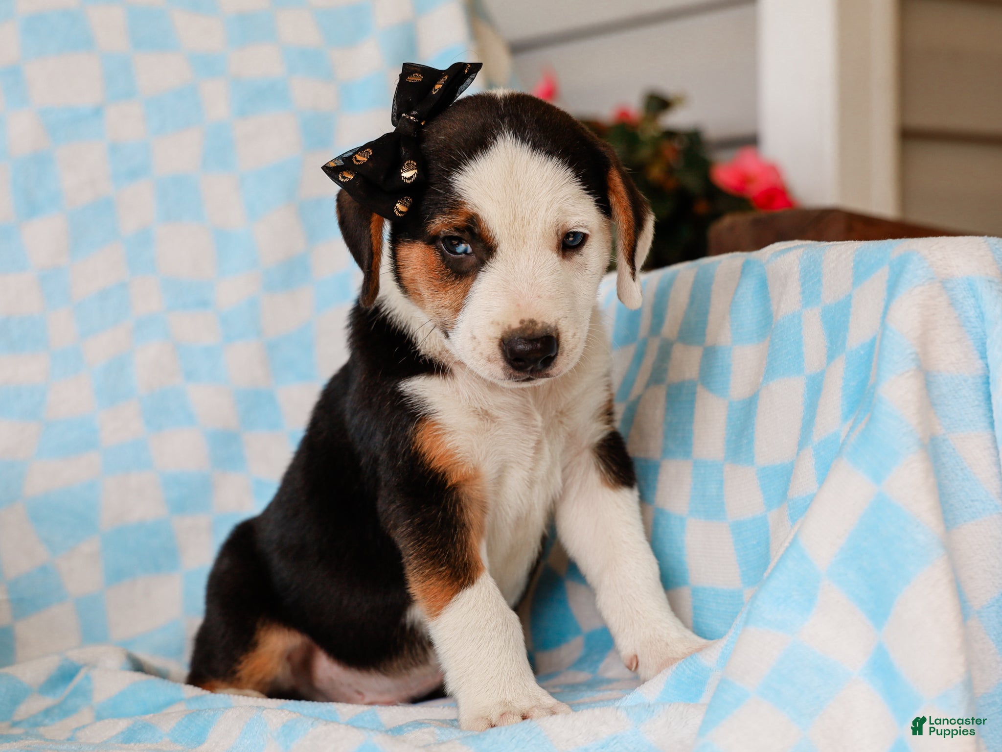 Mixed Breed dogs Anders Beagle Mix Puppy - Ad 1