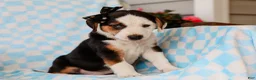 Mixed Breed dogs for sale: Anders Beagle Mix Puppy - Ad 3