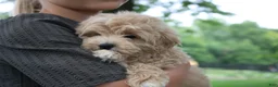 Mini Goldendoodle dogs for sale: Tilly - Ad 8