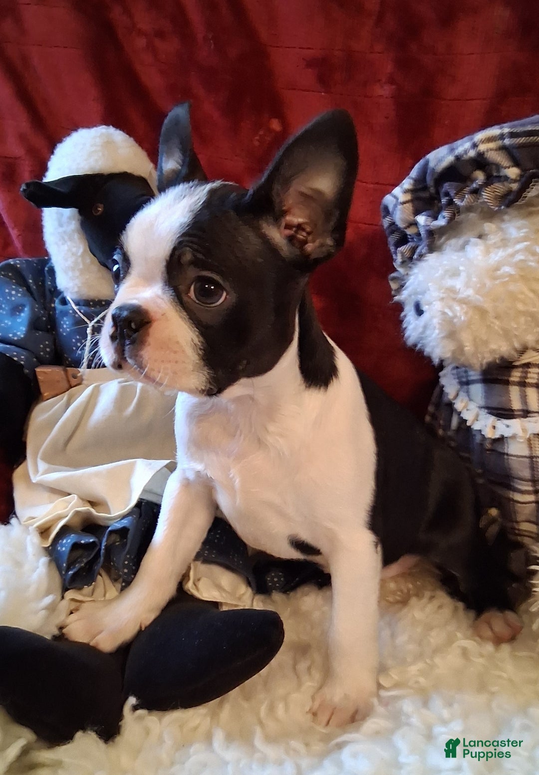 Boston Terrier dogs for sale: Brittany  - Ad 3