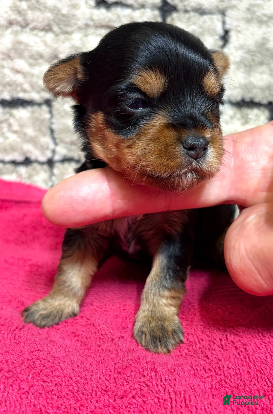 Yorkshire Terrier dogs for sale: Bella - Ad 1