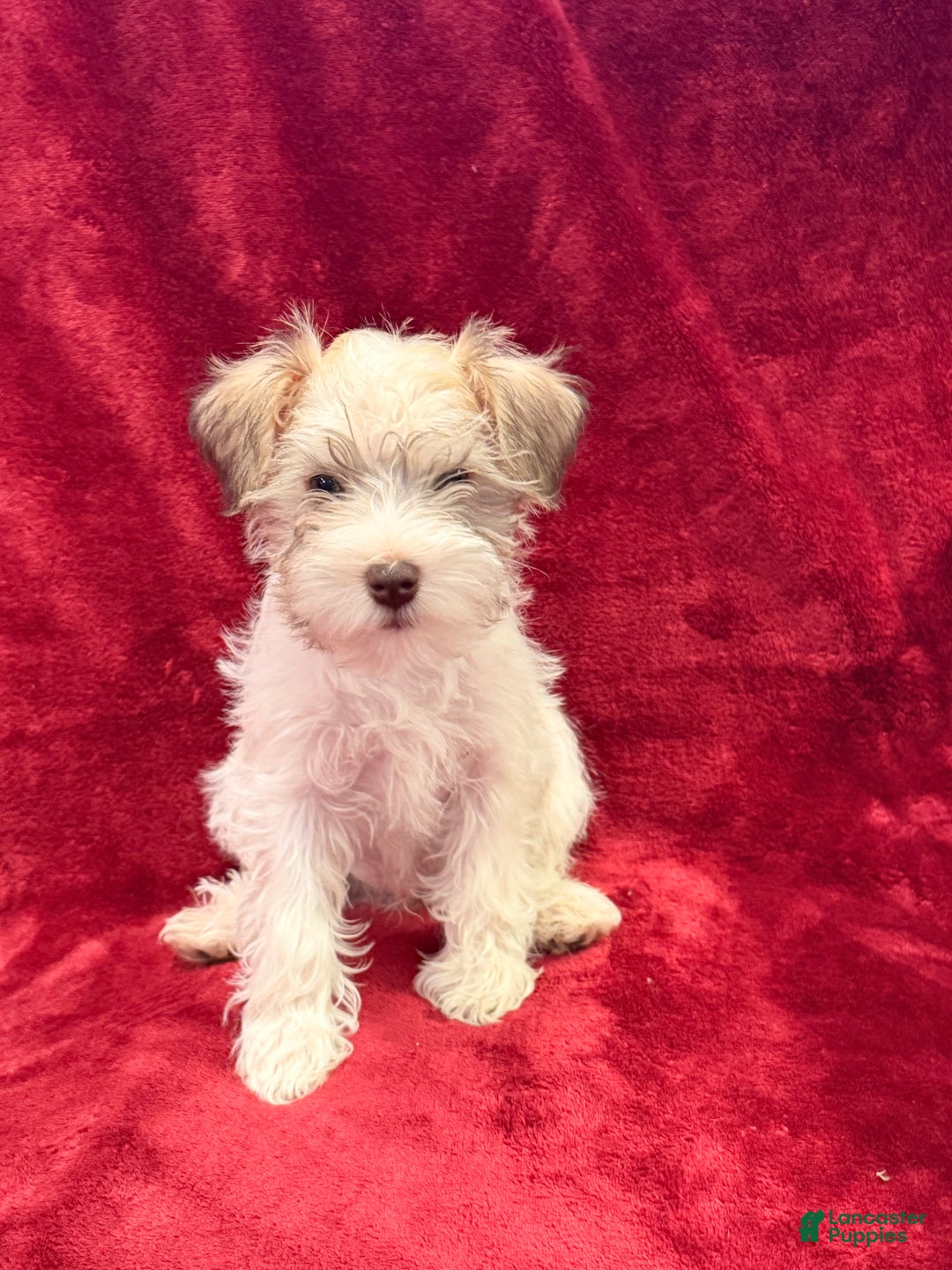 Miniature Schnauzer dogs for sale: Miniature Schnauzer Puppy 1 - Ad 2