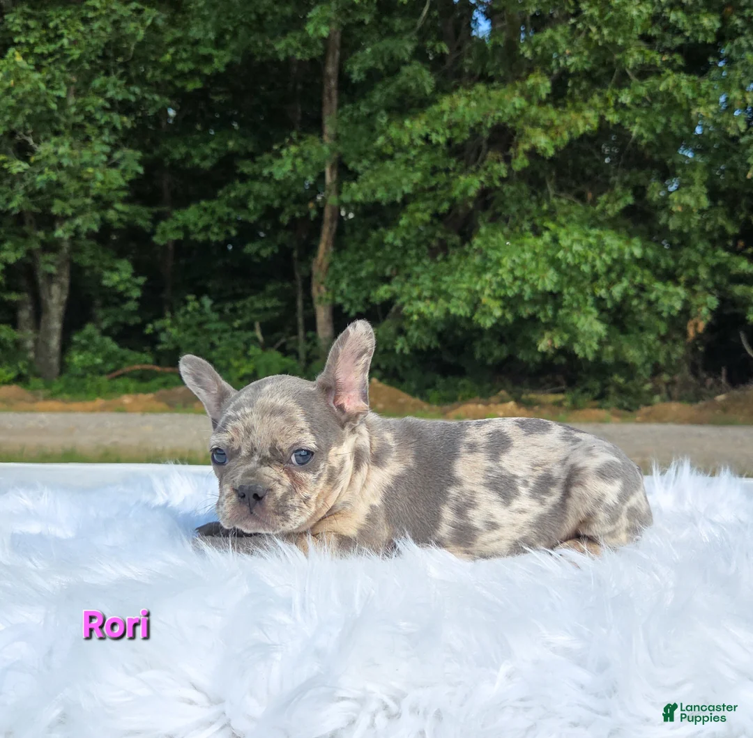 Frenchton dogs for sale: Ruri - Ad 2