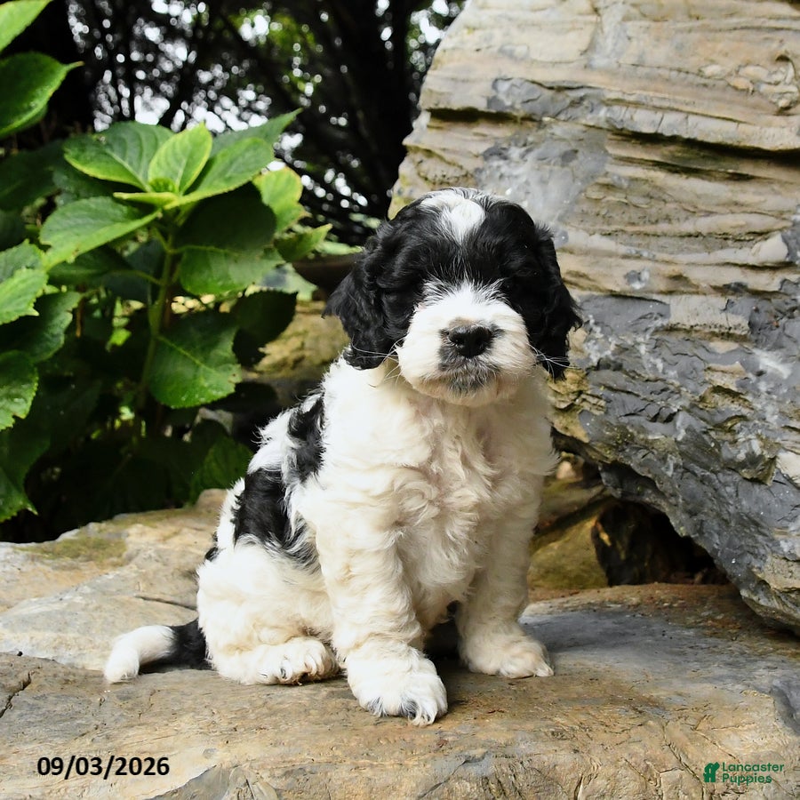 Cockapoo dogs Berry - Ad 1