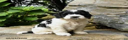 Cockapoo dogs for sale: Berry - Ad 1