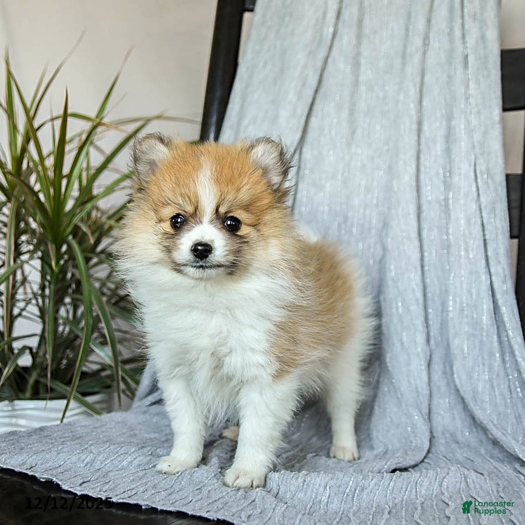 Pomeranian dogs for sale: Fluffy - Ad 2
