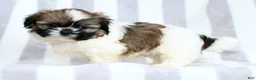 Shih Tzu dogs for sale: Rubble - Ad 7
