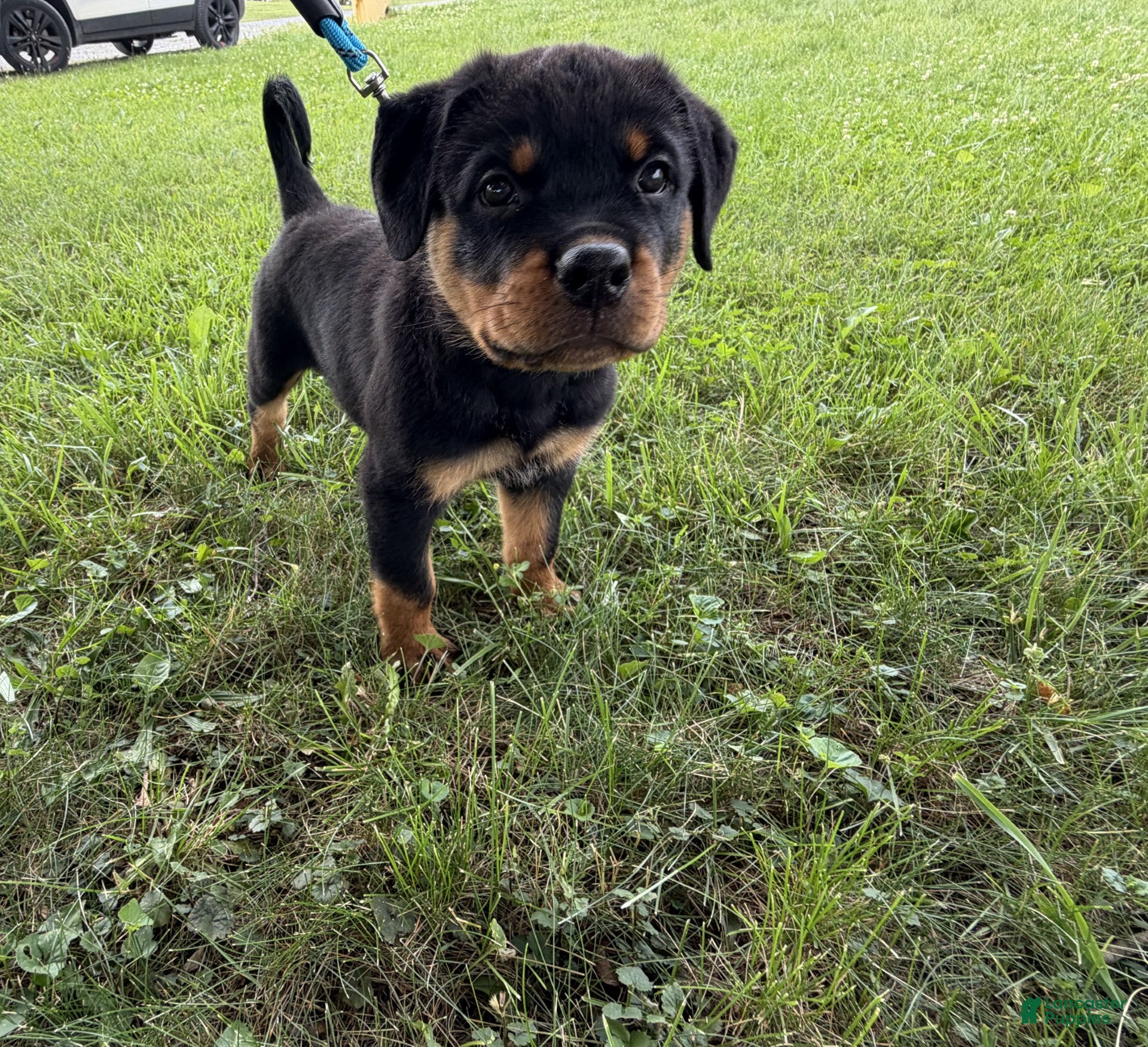 Rottweiler dogs Draco - Ad 1