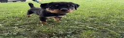 Rottweiler dogs for sale: Draco - Ad 1