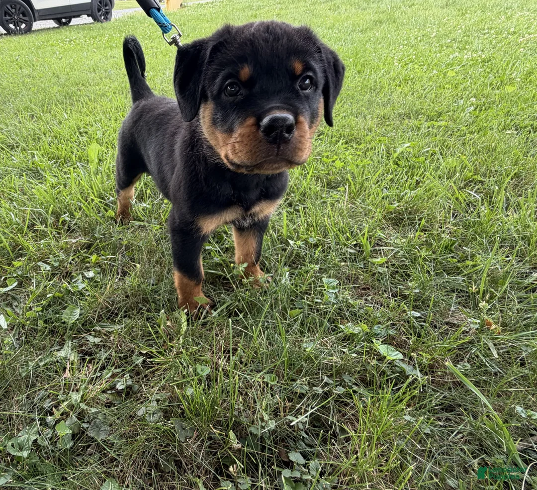 Rottweiler dogs for sale: Draco - Ad 1