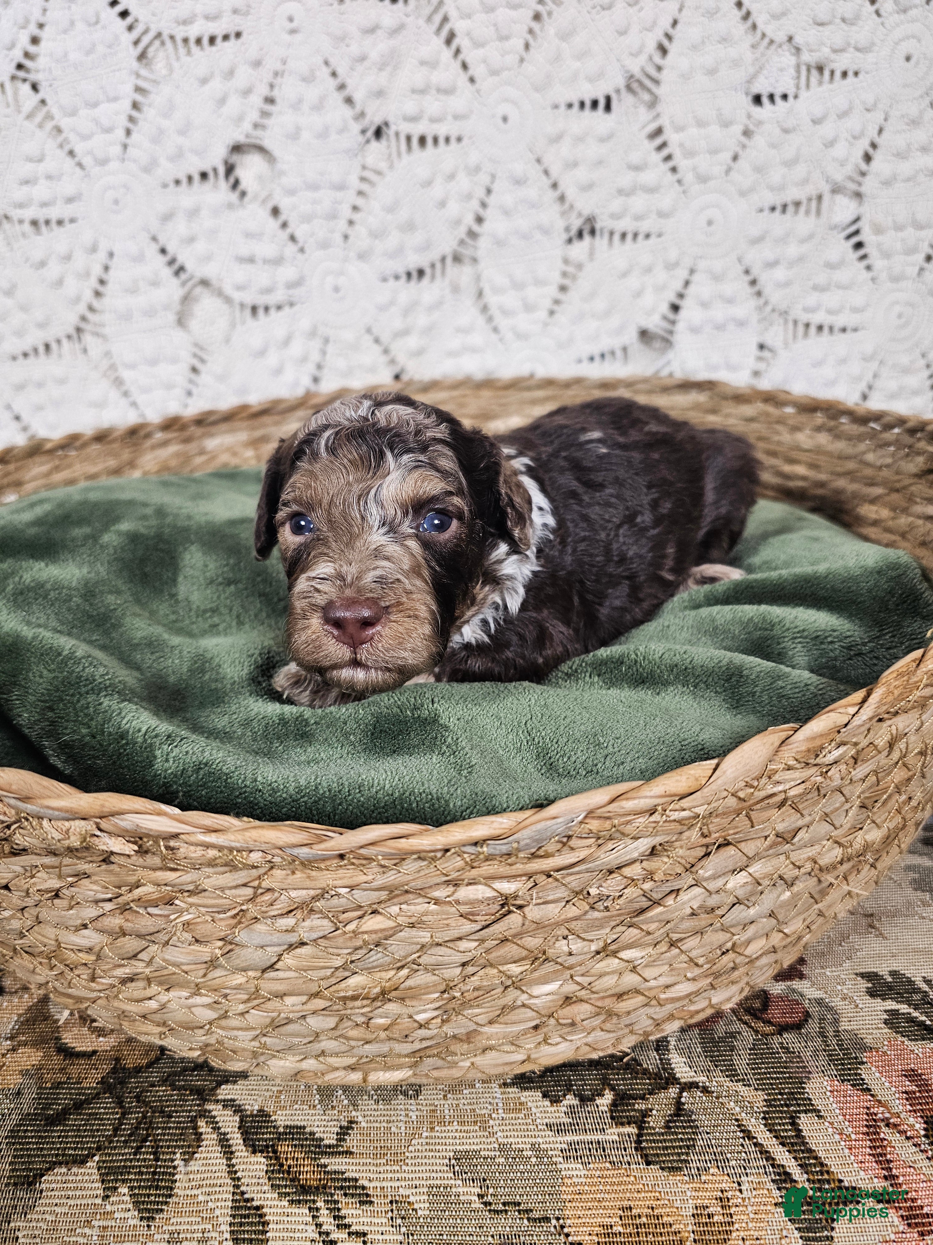 Mini Goldendoodle dogs Saffron  - Ad 1