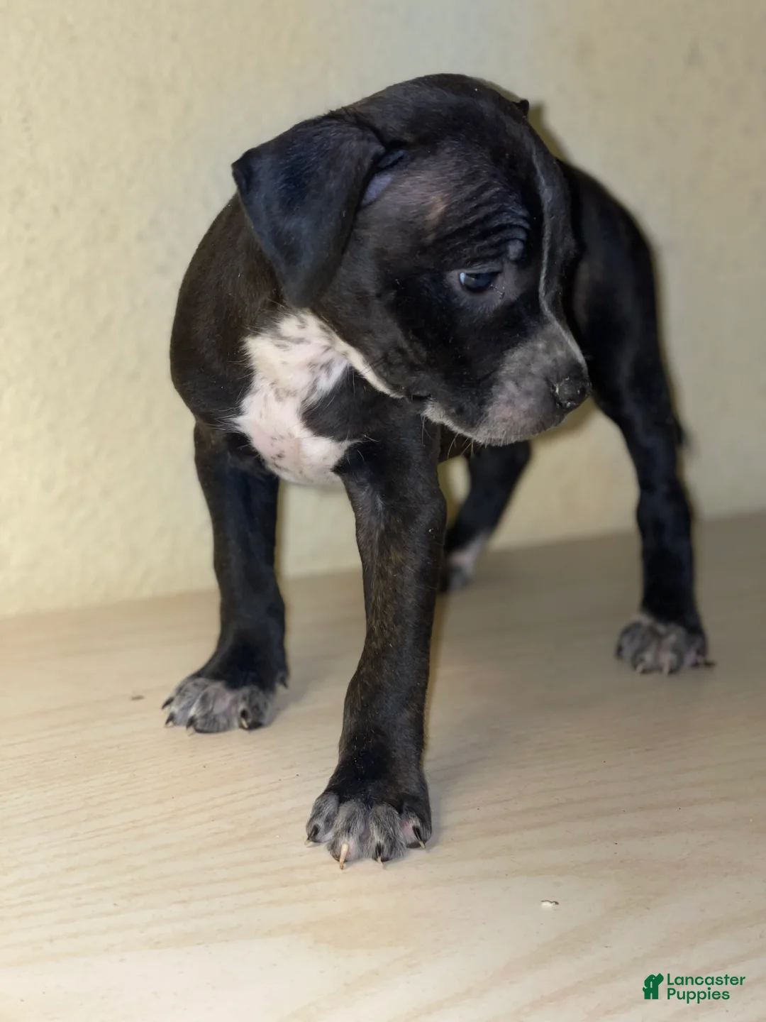 American Pit Bull Terrier dogs for sale: American Pit Bull Terrier Puppy 11 - Ad 1