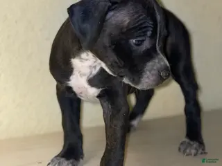 American Pit Bull Terrier dogs American Pit Bull Terrier Puppy 11 - Ad 8