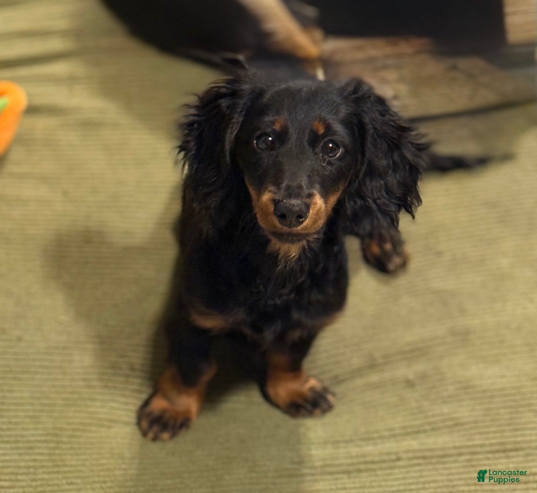 Miniature Dachshund dogs for sale: Prudence  - Ad 1