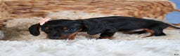Miniature Dachshund dogs for sale: Cocoa - Ad 1