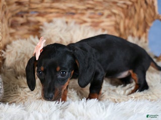 Miniature Dachshund dogs Cocoa - Ad 11