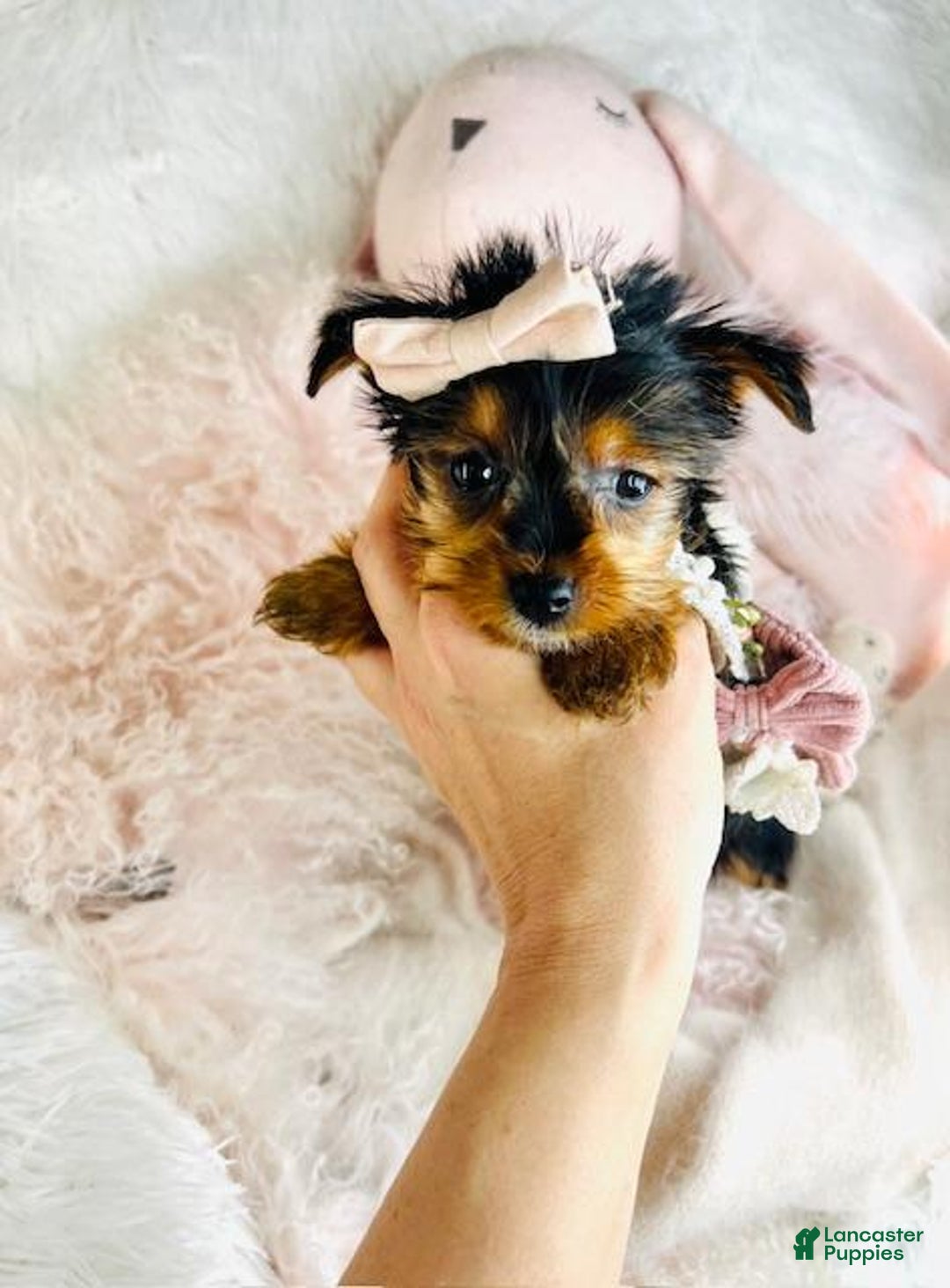 Yorkshire Terrier dogs for sale: Yorkshire Terrier Puppy 2 - Ad 1