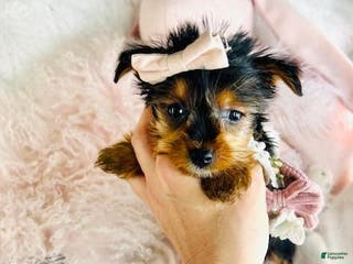 Yorkshire Terrier dogs Yorkshire Terrier Puppy 2 - Ad 10