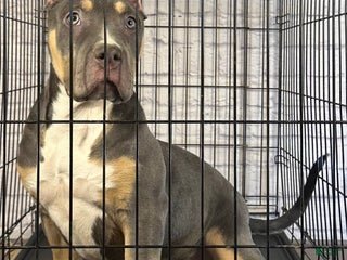 American Bully dogs Maggie - Ad 3