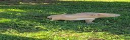 American Bully dogs for sale: Honey - Ad 8