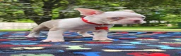 Boston Terrier dogs for sale: Taurus (male 1) - Ad 14
