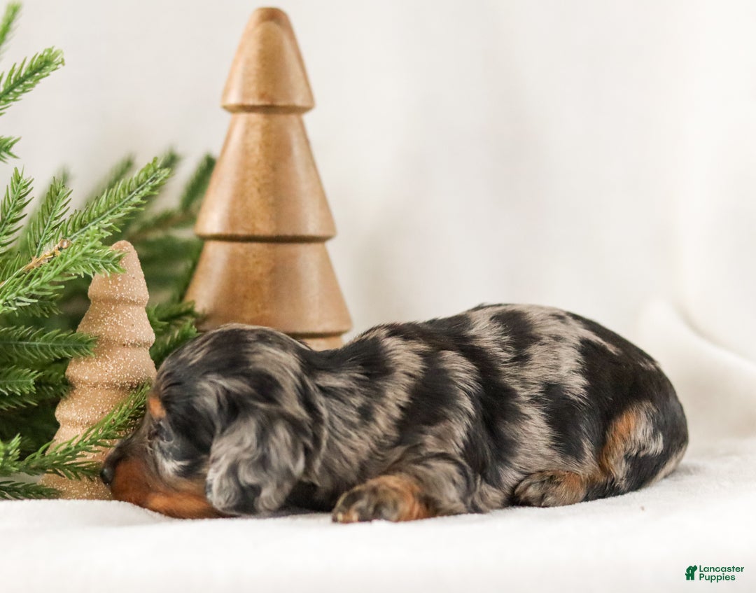Miniature Dachshund dogs for sale: Izza - Ad 11