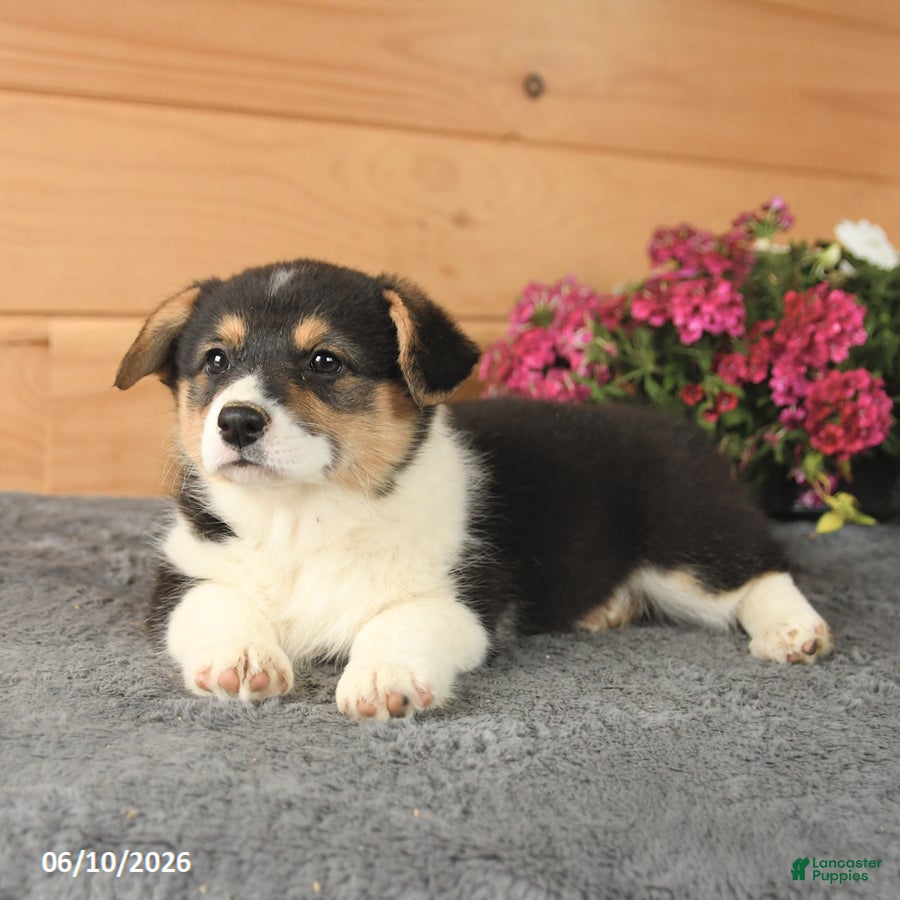 Welsh Corgi Pembroke dogs Ruby - Ad 2