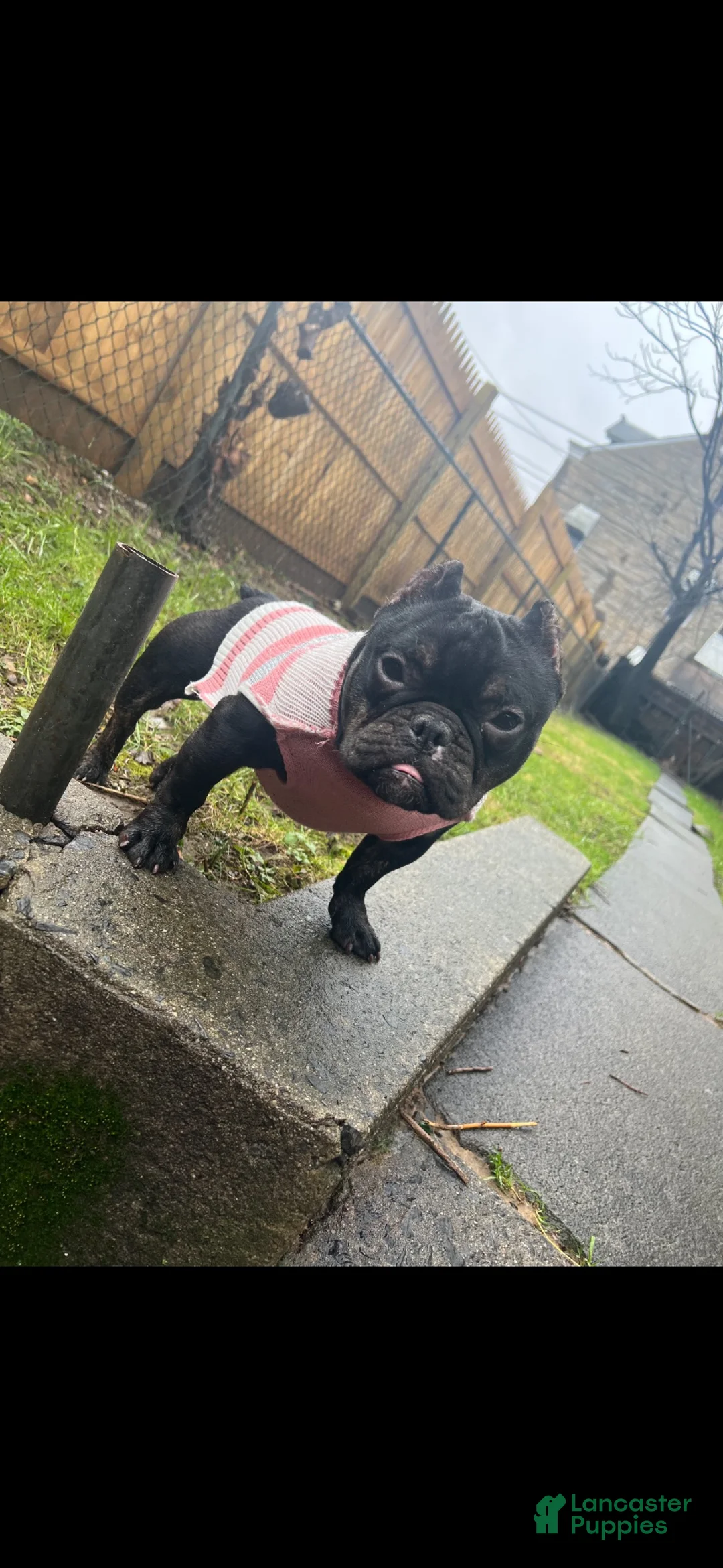 American Bully dogs for sale: American Bully 1 - Ad 2