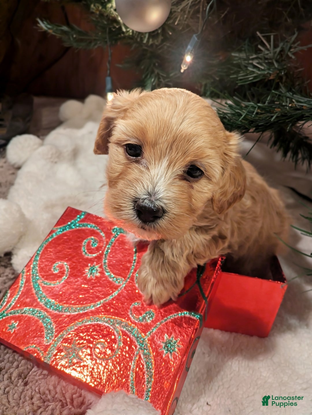 Mixed Breed dogs for sale: Cosmo - Ad 1