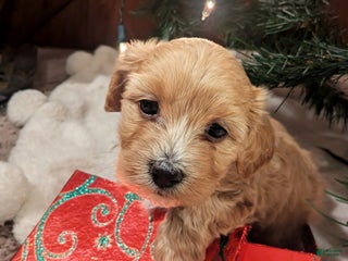 Mixed Breed dogs Cosmo - Ad 18