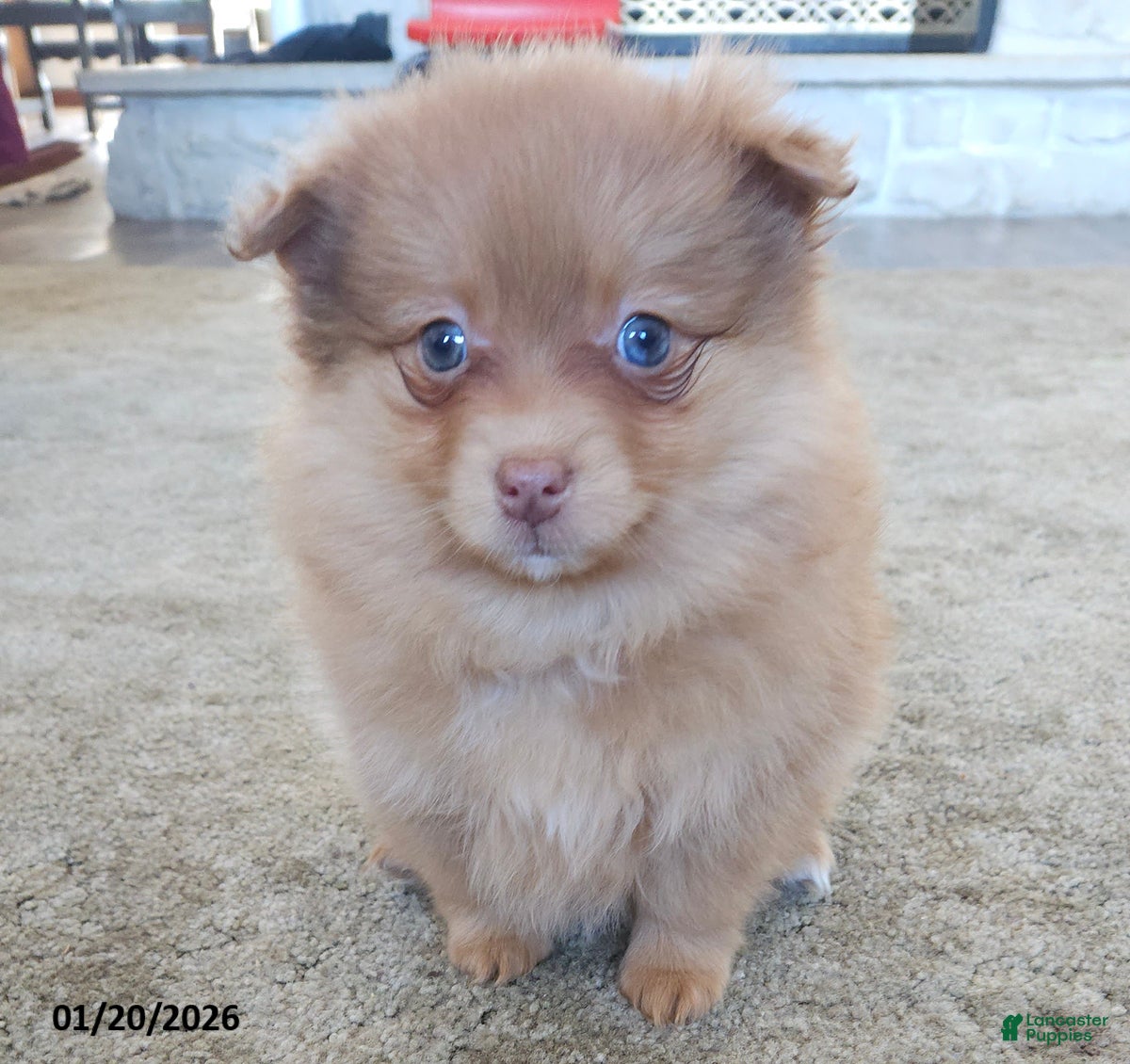 Pomeranian dogs Kiki - Ad 14