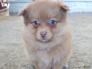 Pomeranian dogs Kiki - Ad 24