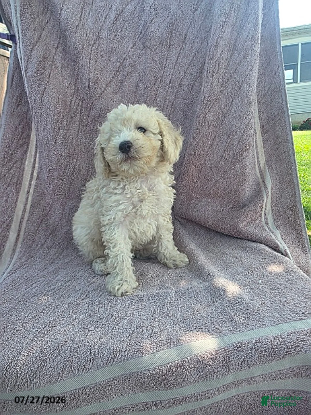Toy Poodle dogs for sale: Pumpkin - Ad 2