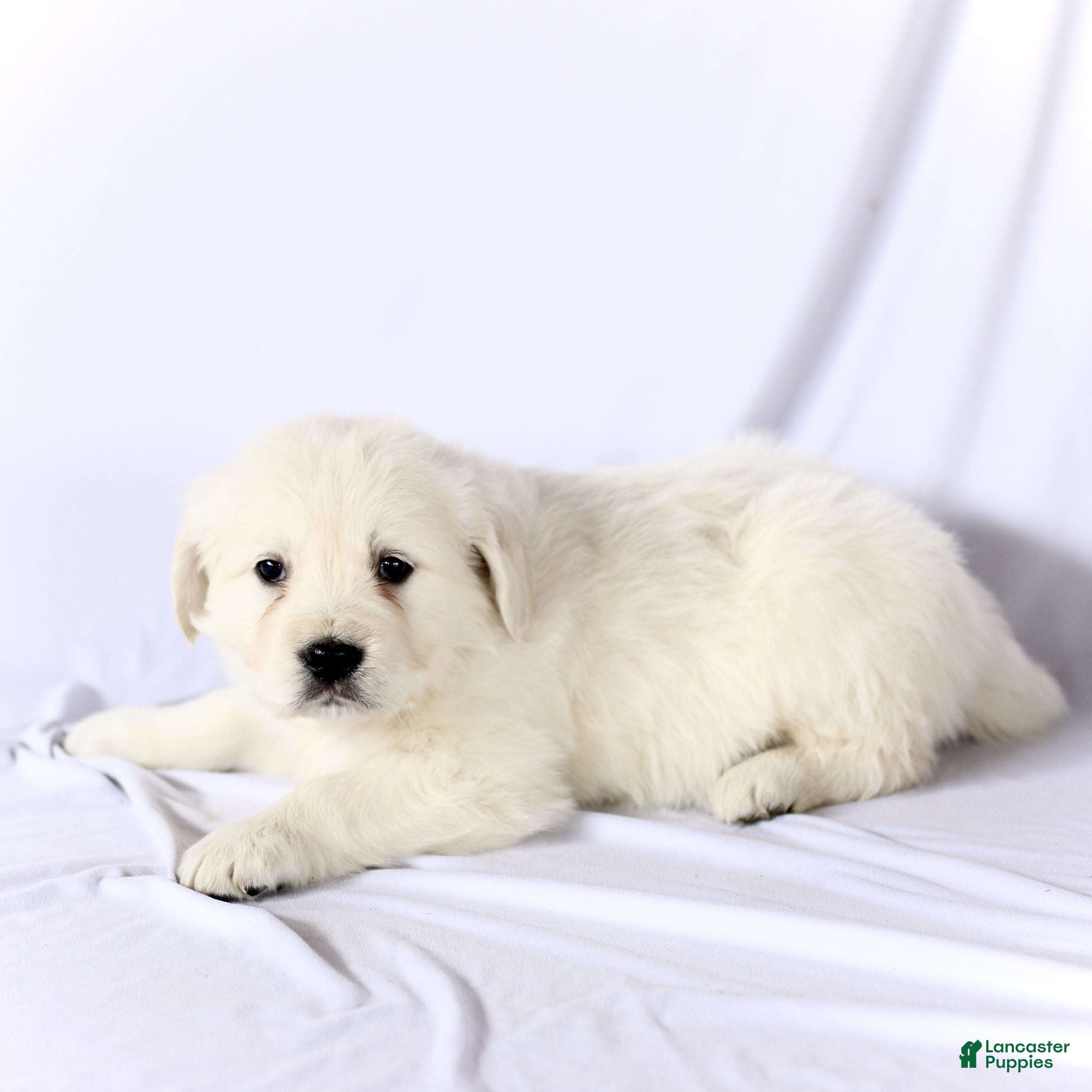 Golden Retriever dogs Sailor  - Ad 2