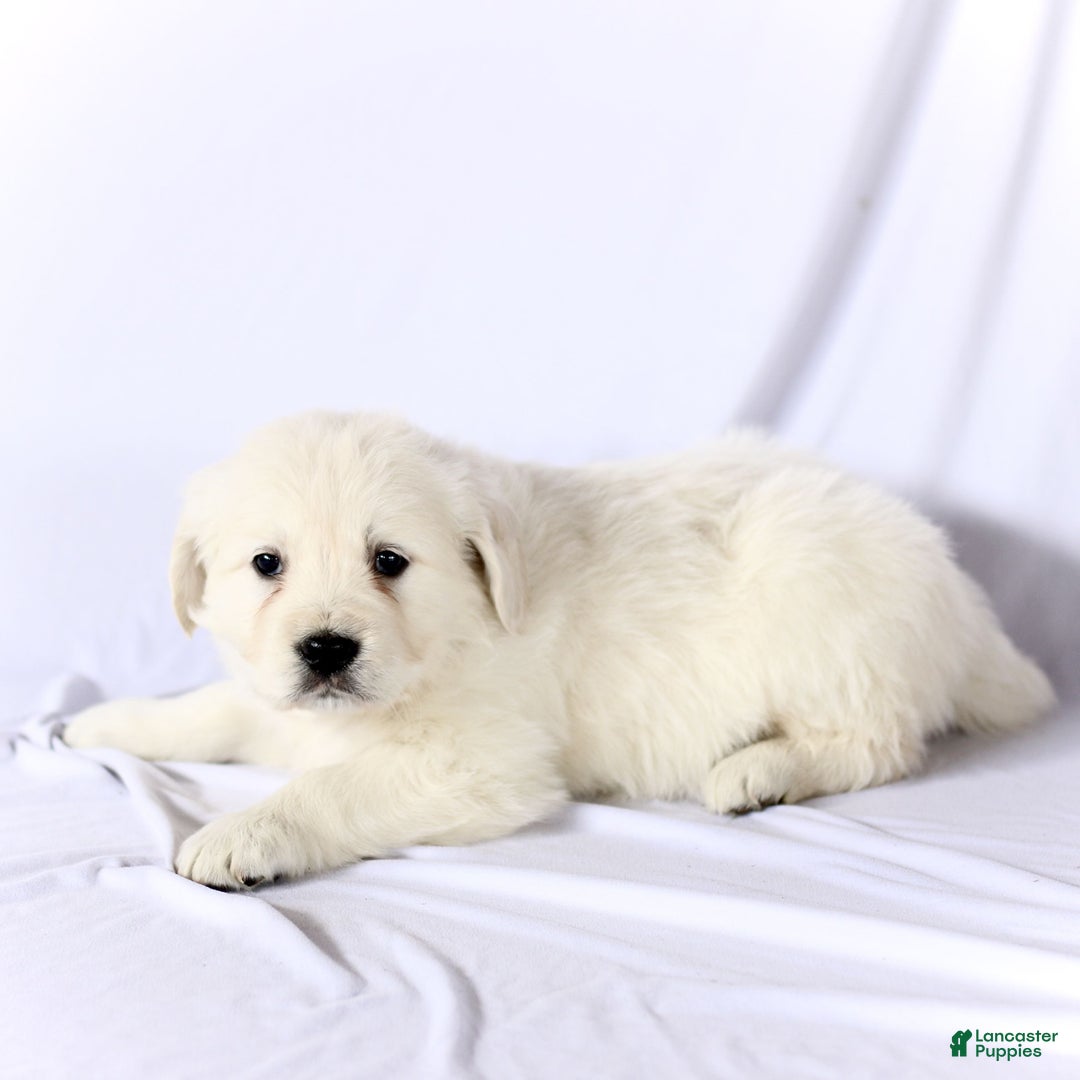 Golden Retriever dogs for sale: Sailor  - Ad 2