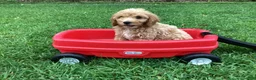 Mini Goldendoodle dogs for sale: Ranger - Ad 7