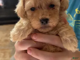 Toy Poodle dogs Toy Poodle Puppy 2 - Ad 10