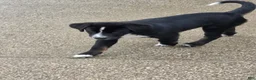 Mixed Breed dogs for sale: BONNIE - Ad 2