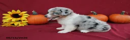 Mixed Breed dogs for sale: Astro - Ad 4