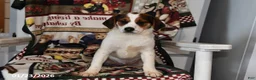 Mixed Breed dogs for sale: Bentley - Ad 4