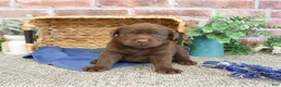Labrador Retriever dogs for sale: Samuel  - Ad 4